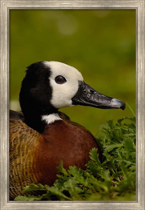 Framed White-faced Whistling Duck, England Print
