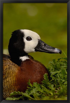 Framed White-faced Whistling Duck, England Print