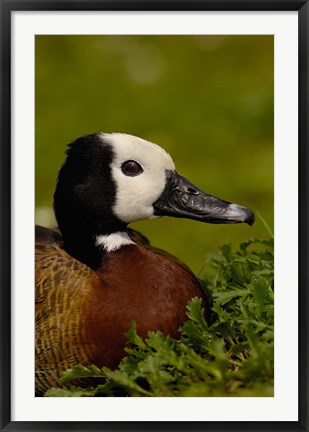 Framed White-faced Whistling Duck, England Print