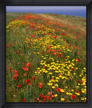Framed Poppies in Studland Bay, Dorset, England Print