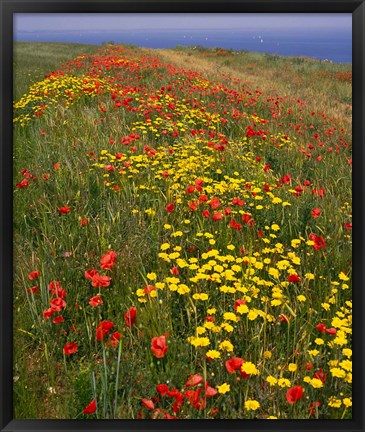 Framed Poppies in Studland Bay, Dorset, England Print