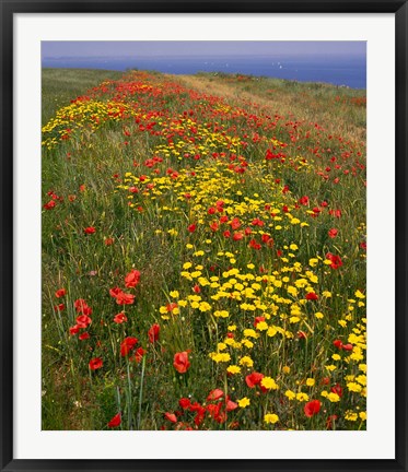 Framed Poppies in Studland Bay, Dorset, England Print