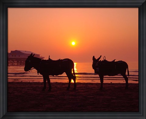 Framed Donkeys at Central Pier, Blackpool, Lancashire, England Print
