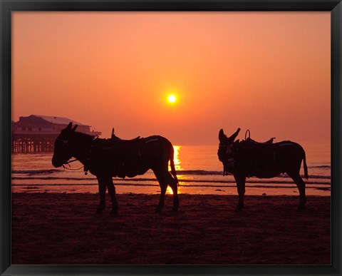 Framed Donkeys at Central Pier, Blackpool, Lancashire, England Print