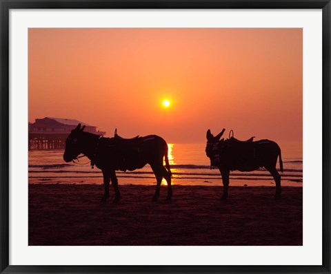 Framed Donkeys at Central Pier, Blackpool, Lancashire, England Print