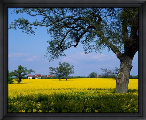Framed Rape Seed Field, Billinghurst, Sussex, England Print