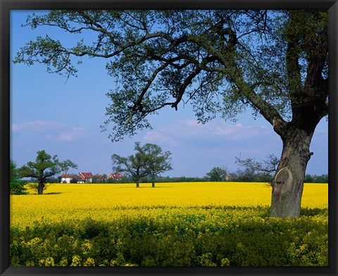 Framed Rape Seed Field, Billinghurst, Sussex, England Print