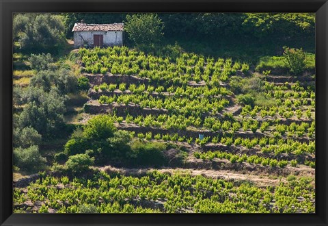 Framed Greece, Aegean Islands, Samos, Vourliotes Vineyard Print