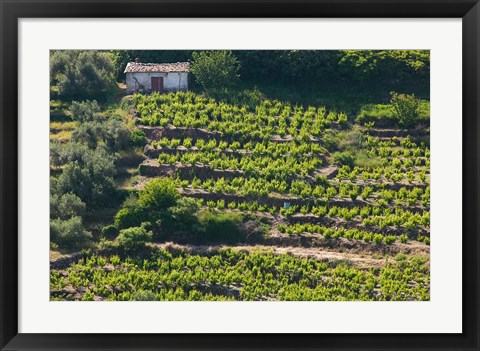 Framed Greece, Aegean Islands, Samos, Vourliotes Vineyard Print