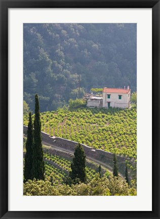 Framed Hillside Vineyard, Manolates, Samos, Aegean Islands, Greece Print