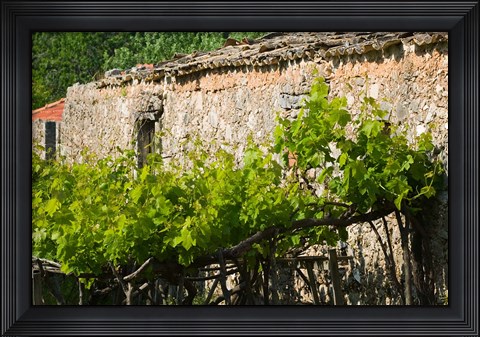 Framed Vineyard Detail, Assos, Kefalonia, Ionian Islands, Greece Print