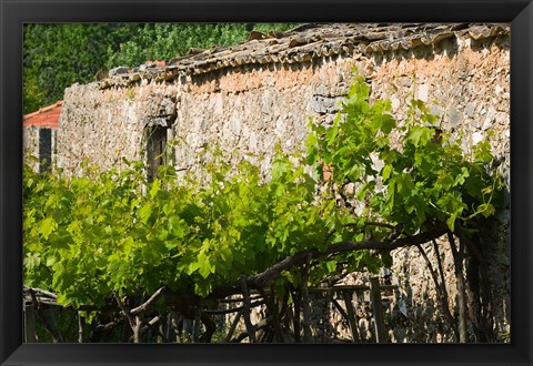 Framed Vineyard Detail, Assos, Kefalonia, Ionian Islands, Greece Print