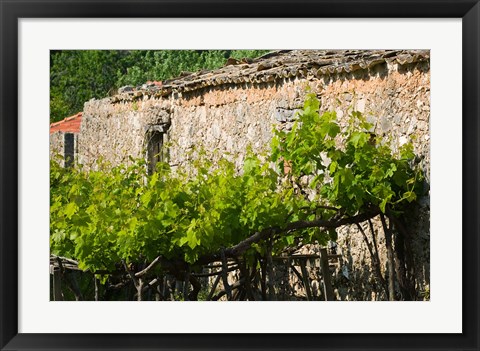 Framed Vineyard Detail, Assos, Kefalonia, Ionian Islands, Greece Print