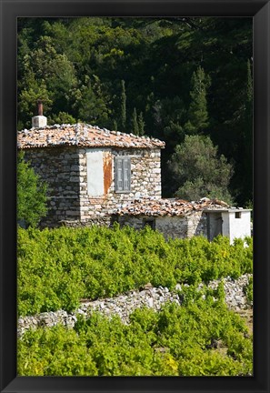 Framed Vineyard, Vourliotes, Samos, Aegean Islands, Greece Print