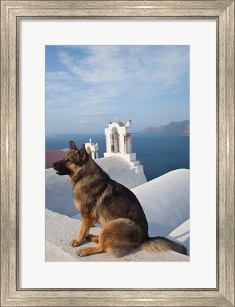 Framed Greece, Santorini, Oia, Dog, Blue Domed Churches Print
