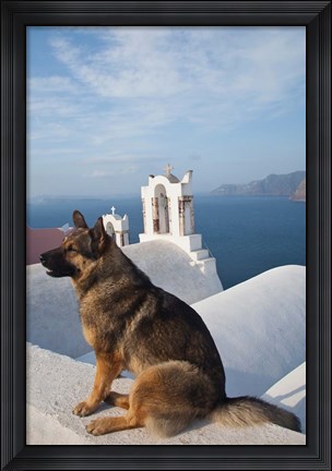 Framed Greece, Santorini, Oia, Dog, Blue Domed Churches Print