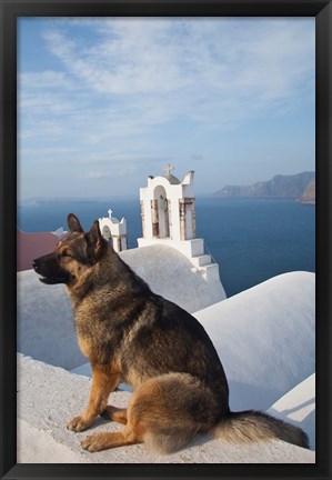 Framed Greece, Santorini, Oia, Dog, Blue Domed Churches Print