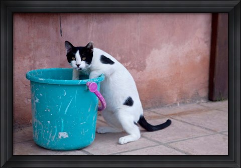 Framed Greece, Crete, Chania, Old Harbor, Cat Print