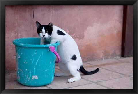 Framed Greece, Crete, Chania, Old Harbor, Cat Print