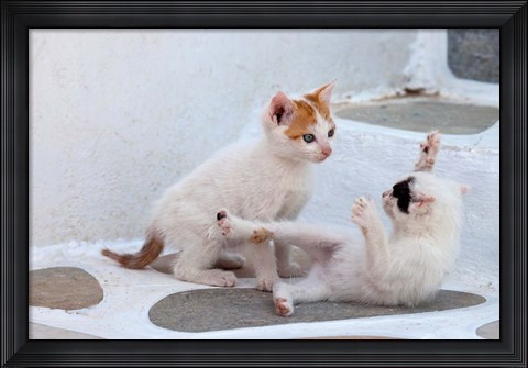 Framed Kittens Playing, Mykonos, Greece Print