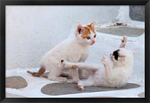 Framed Kittens Playing, Mykonos, Greece Print