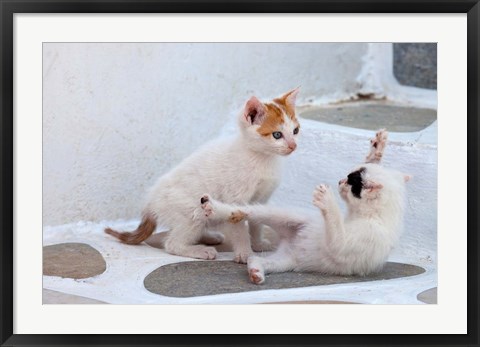 Framed Kittens Playing, Mykonos, Greece Print