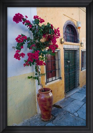 Framed Bougenvillia Vine in Pot, Oia, Santorini, Greece Print