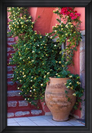 Framed Large Pot With Honeysuckle Vine, Santorini, Greece Print