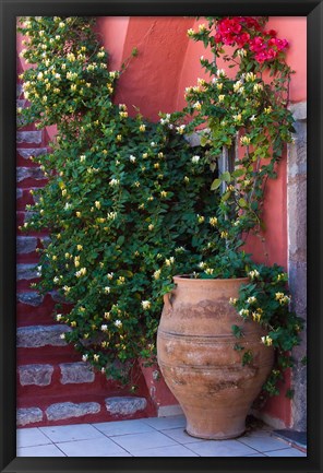 Framed Large Pot With Honeysuckle Vine, Santorini, Greece Print