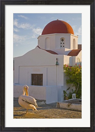 Framed White Pelican Preening, Hora, Mykonos, Greece Print
