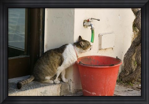 Framed Greece, Dodecanese, Rhodes, Cat Print