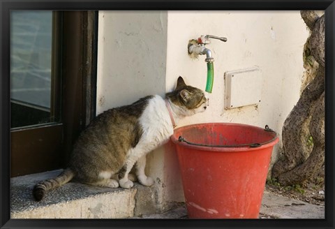 Framed Greece, Dodecanese, Rhodes, Cat Print