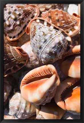 Framed Greece, Dodecanese, Rhodes, Seashells Print