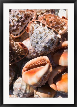 Framed Greece, Dodecanese, Rhodes, Seashells Print