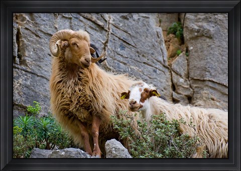 Framed Greece, Crete, Lasithi, Wild Sheep, Kavousi Gorge Print