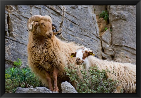 Framed Greece, Crete, Lasithi, Wild Sheep, Kavousi Gorge Print