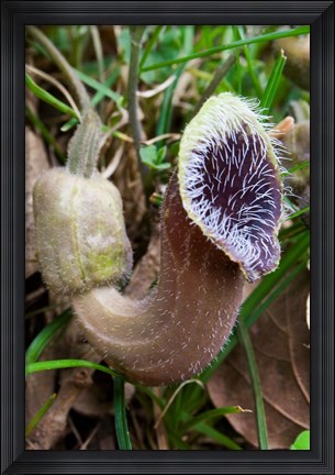 Framed Greece, Crete, Cretan Birthwort, Carnivorous Flora Print