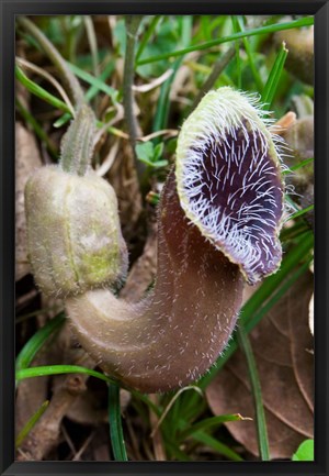 Framed Greece, Crete, Cretan Birthwort, Carnivorous Flora Print