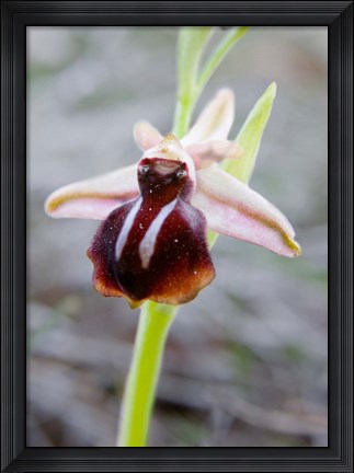 Framed Greece, Crete Orchid in Bloom Print