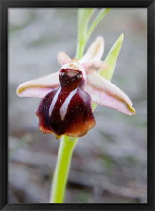 Framed Greece, Crete Orchid in Bloom Print