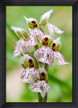 Framed Orchid in bloom, Crete, Greece Print