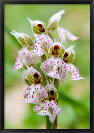 Framed Orchid in bloom, Crete, Greece Print