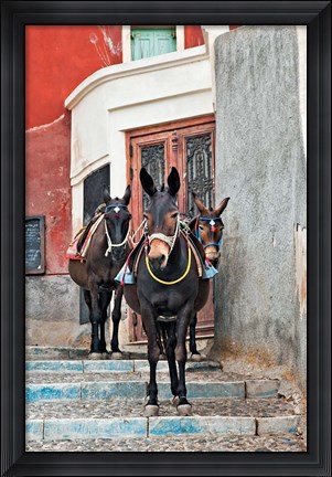 Framed Mules, Imerovigli, Santorini, Greece Print