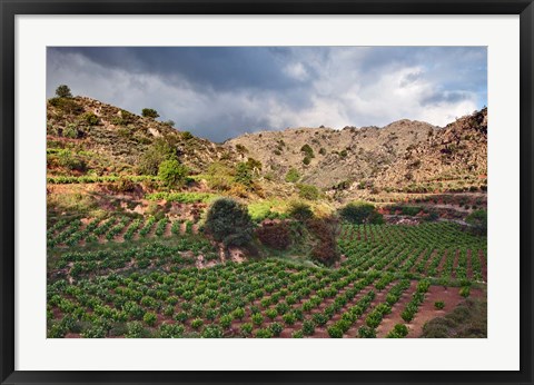 Framed Vineyard, Crete, Greece Print