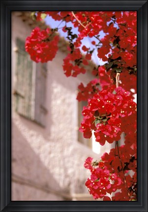 Framed Red Flowers on Main Street, Kardamyli, Messina, Peloponnese, Greece Print
