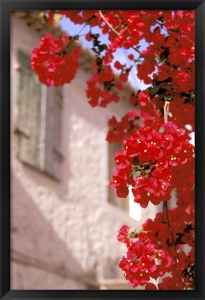 Framed Red Flowers on Main Street, Kardamyli, Messina, Peloponnese, Greece Print