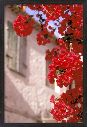 Framed Red Flowers on Main Street, Kardamyli, Messina, Peloponnese, Greece Print