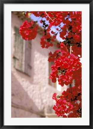 Framed Red Flowers on Main Street, Kardamyli, Messina, Peloponnese, Greece Print