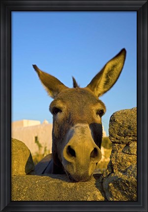 Framed Greece, Mykonos, Hora, Donkey and Stone Fence Print