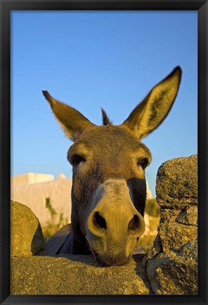 Framed Greece, Mykonos, Hora, Donkey and Stone Fence Print